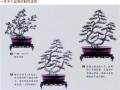 多干式松柏盆景的树干粗细 高低要有所不同