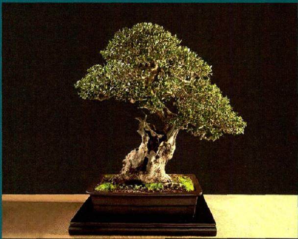 你觉得亚洲和地中海在盆景制作有什么区别？