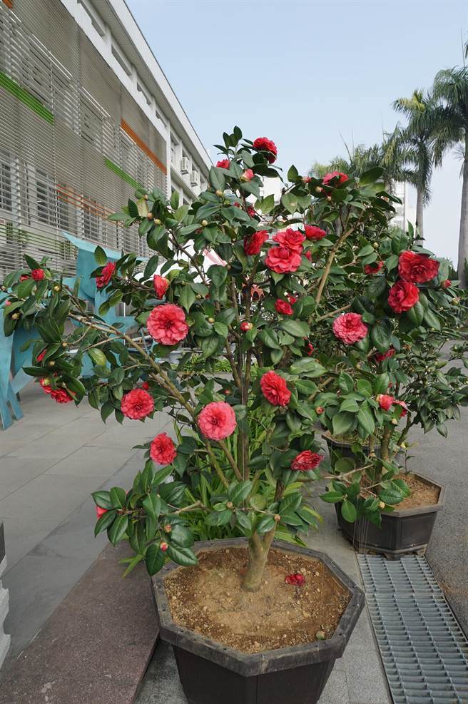 弘文中学精品茶花展 108盆景市值破5千万