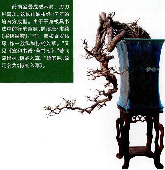 日本盆景大师和气正男与今井光则先生赶赴上海市