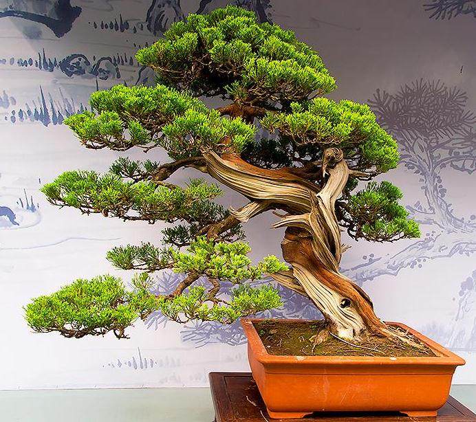 郑州纪念抗日战争胜利70周年盆景展