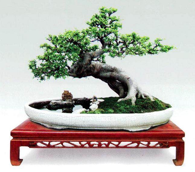 佛山有享誉世界的岭南盆景名园——庆万园