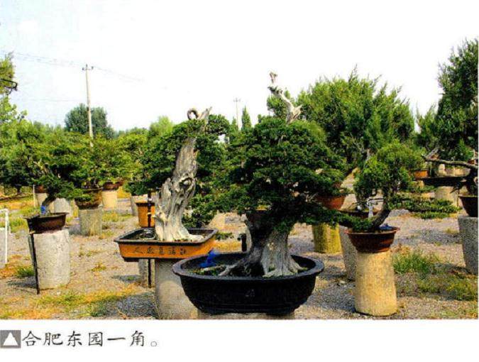 合肥东园是程兵先生的私家盆景园