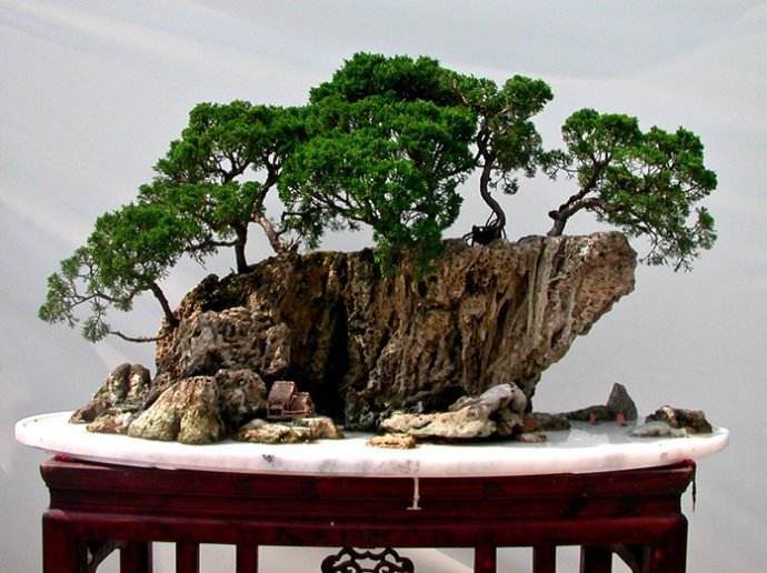 第六季宣威盆景制作联盟主题活动