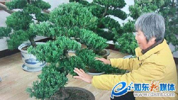 去年 如皋一位老板出3万元钱买两盆盆景 她没舍得卖