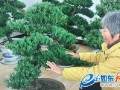 去年 如皋一位老板出3万元钱买两盆盆景 她没舍得卖