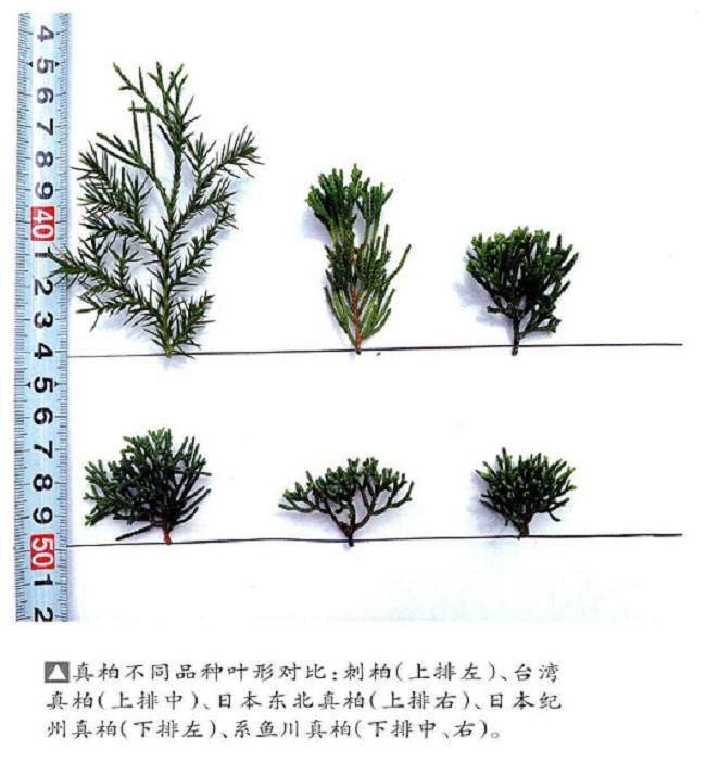 总结真柏盆景在浙江周边管理要点 供盆景爱好者参考