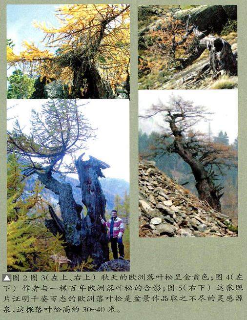 图解 欧洲落叶松盆景怎么制作的过程