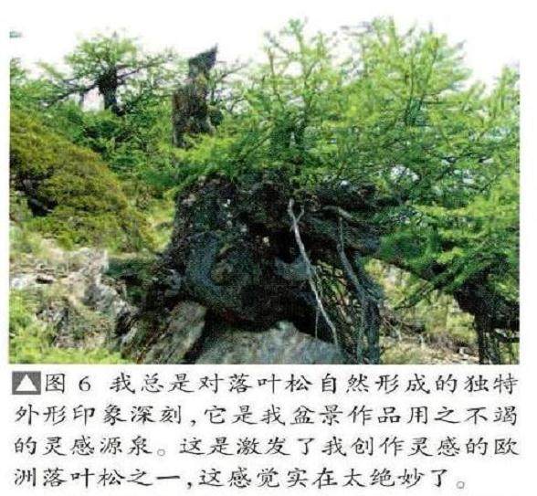 图解 欧洲落叶松盆景怎么制作的过程