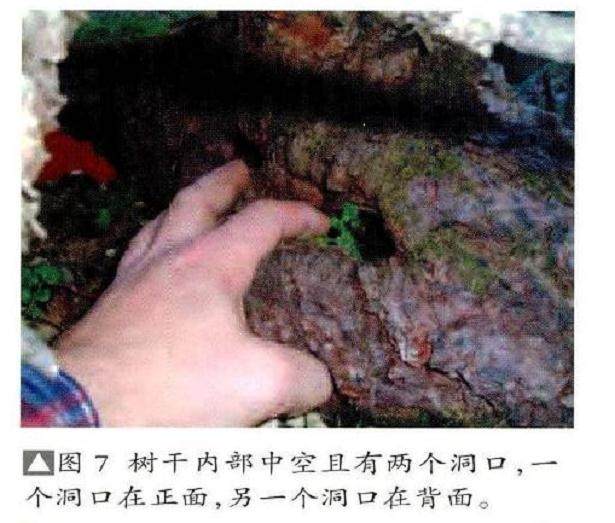 图解 欧洲落叶松盆景怎么制作的过程