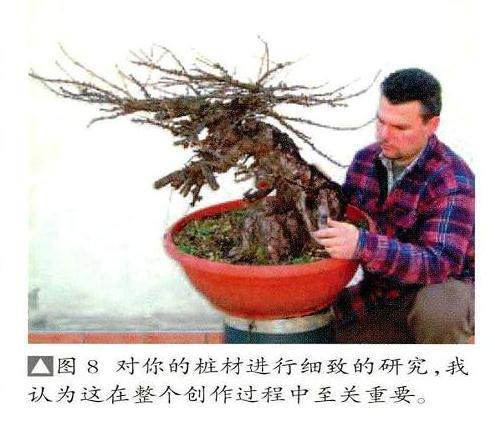 图解 欧洲落叶松盆景怎么制作的过程