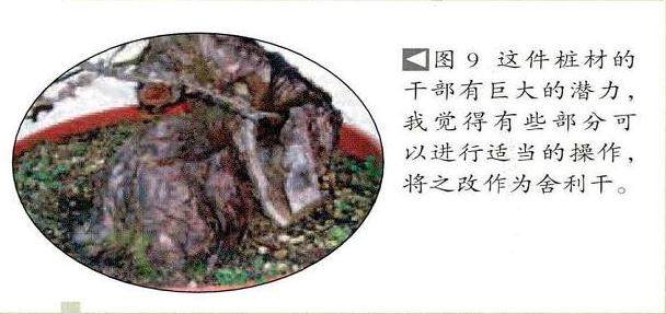 图解 欧洲落叶松盆景怎么制作的过程