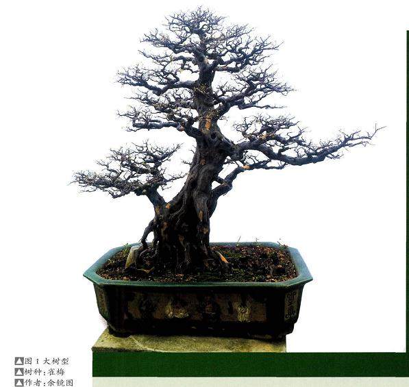 笔者培植雀梅盆景 来年就能健康地生根发芽