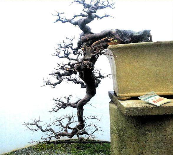 笔者培植雀梅盆景 来年就能健康地生根发芽