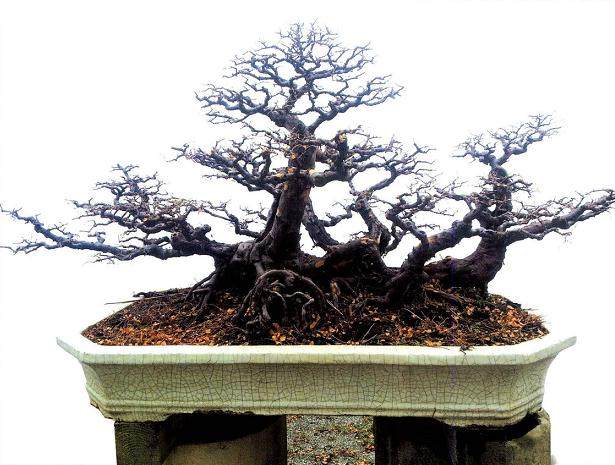 笔者培植雀梅盆景 来年就能健康地生根发芽