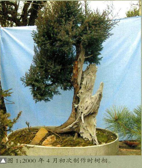 在制作盆景跌枝时 重点注意 以下3点