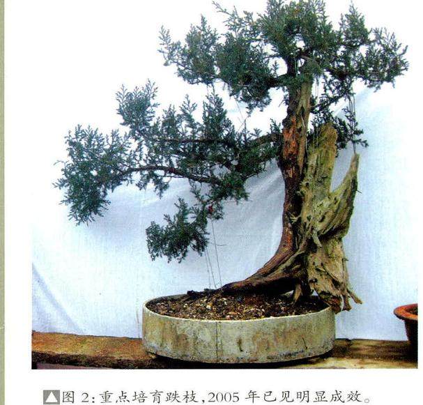 在制作盆景跌枝时 重点注意 以下3点