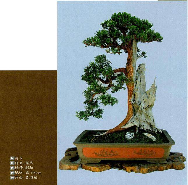 在制作盆景跌枝时 重点注意 以下3点