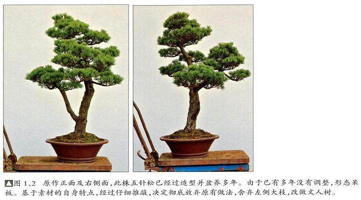 图解 文人树盆景怎么造型简洁的13个过程