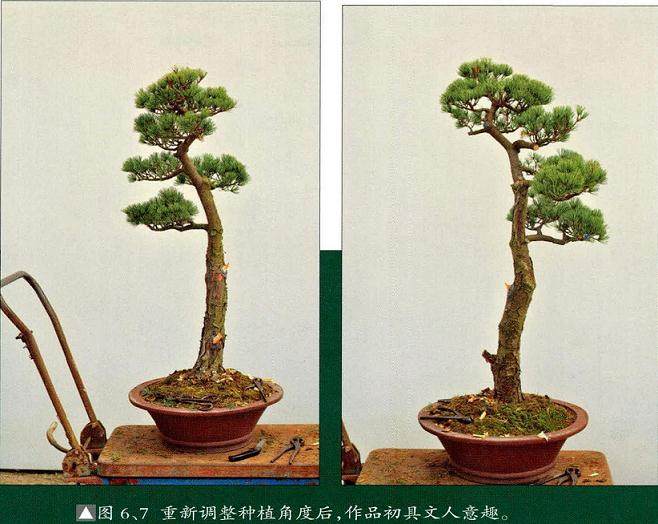 图解 文人树盆景怎么造型简洁的13个过程