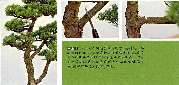 图解 文人树盆景怎么造型简洁的13个过程