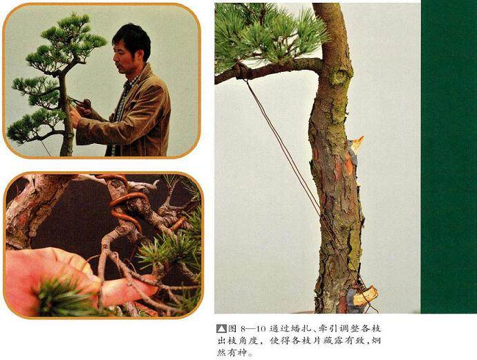 图解 文人树盆景怎么造型简洁的13个过程