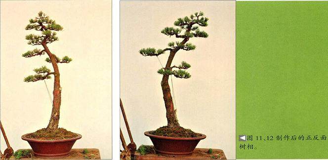 图解 文人树盆景怎么造型简洁的13个过程