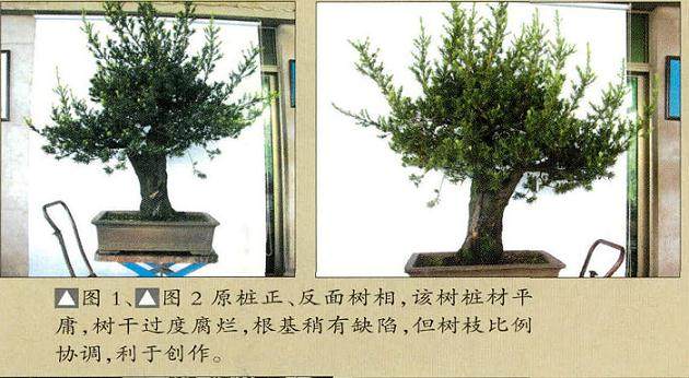 解林君:分享直干盆景的制作方法