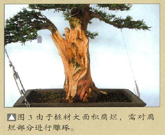 解林君:分享直干盆景的制作方法