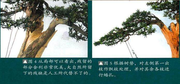 解林君:分享直干盆景的制作方法