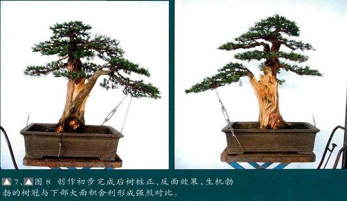 解林君:分享直干盆景的制作方法