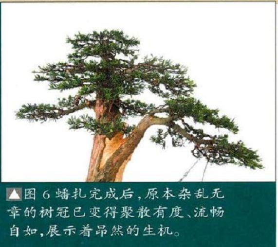 解林君:分享直干盆景的制作方法