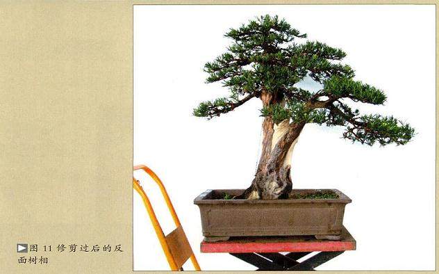 解林君:分享直干盆景的制作方法