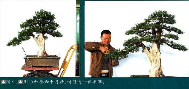 解林君:分享直干盆景的制作方法