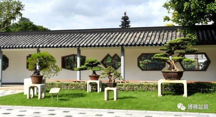 上海植物园盆景园汇集了以海派盆景2000盆