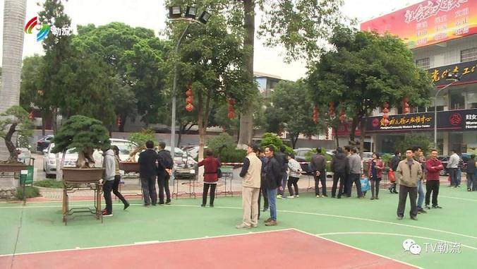 12月28日到1月3日黄连盆景协主办的首届盆景展