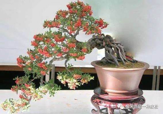 火棘盆景日常生活中怎么养护