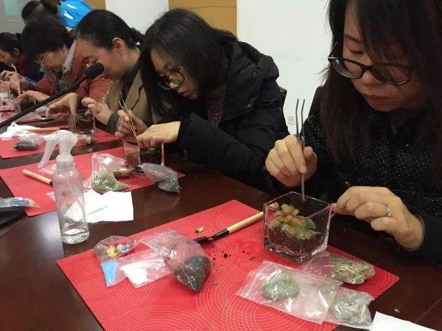 北蔡镇开展了一场别开生面的盆景微景观制作活动