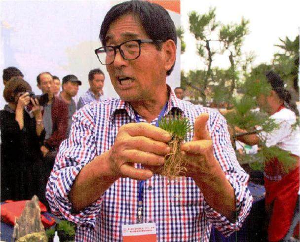 韩国盆景素材-菖蒲