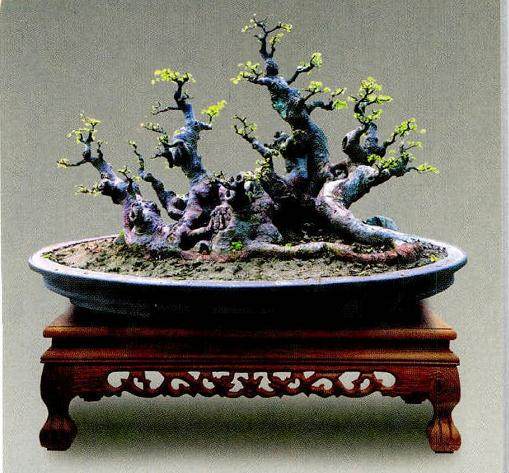 昌恩盆景园刘昌广的榆树作品《峥嵘如歌》与读者共赏