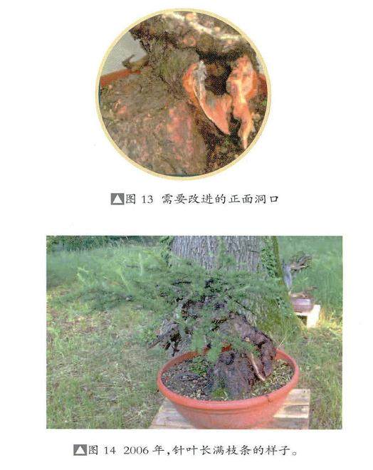 欧洲落叶松适应力强 是盆景初学者不错的选择