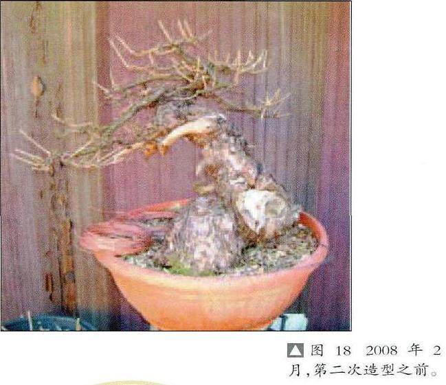 欧洲落叶松适应力强 是盆景初学者不错的选择