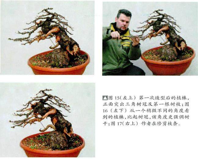 欧洲落叶松适应力强 是盆景初学者不错的选择