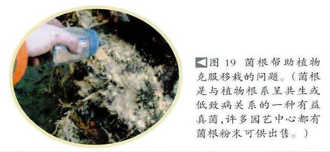 欧洲落叶松适应力强 是盆景初学者不错的选择