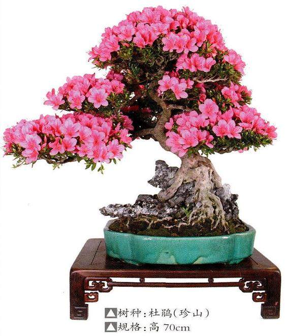 记宁波盆景协会会长袁心义