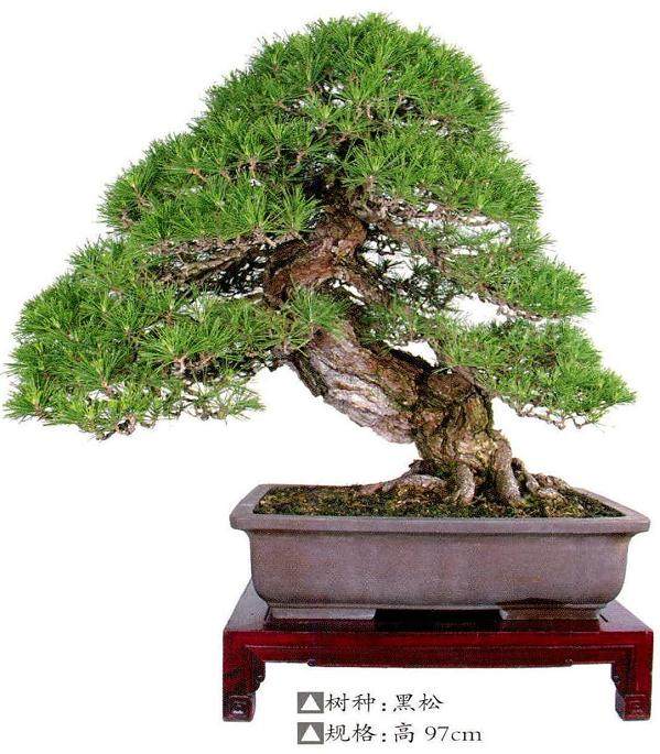 记宁波盆景协会会长袁心义