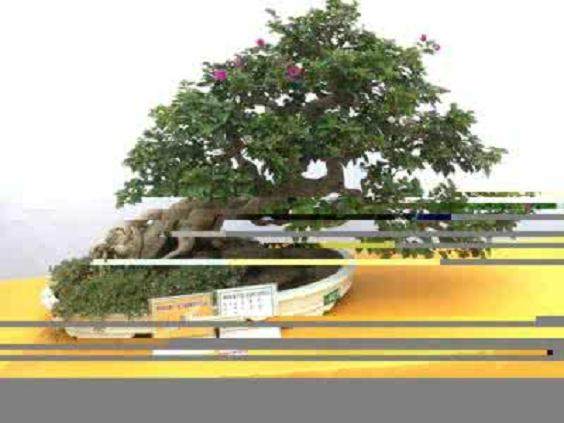 2015年廉江粤桂港第二届盆景艺术博览会