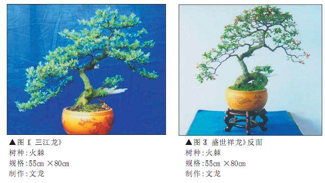 宜宾盆友谈火棘盆景造型过程