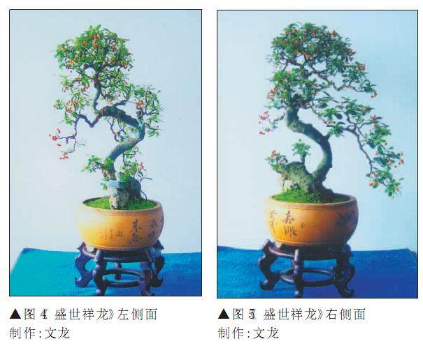 图解 宜宾盆友谈火棘盆景怎么造型的过程