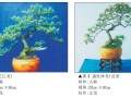 图解 宜宾盆友谈火棘盆景怎么造型的过程